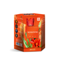 Тюльпаны Салют купить в Светлогорске | svetlogorsk.salutsklad.ru